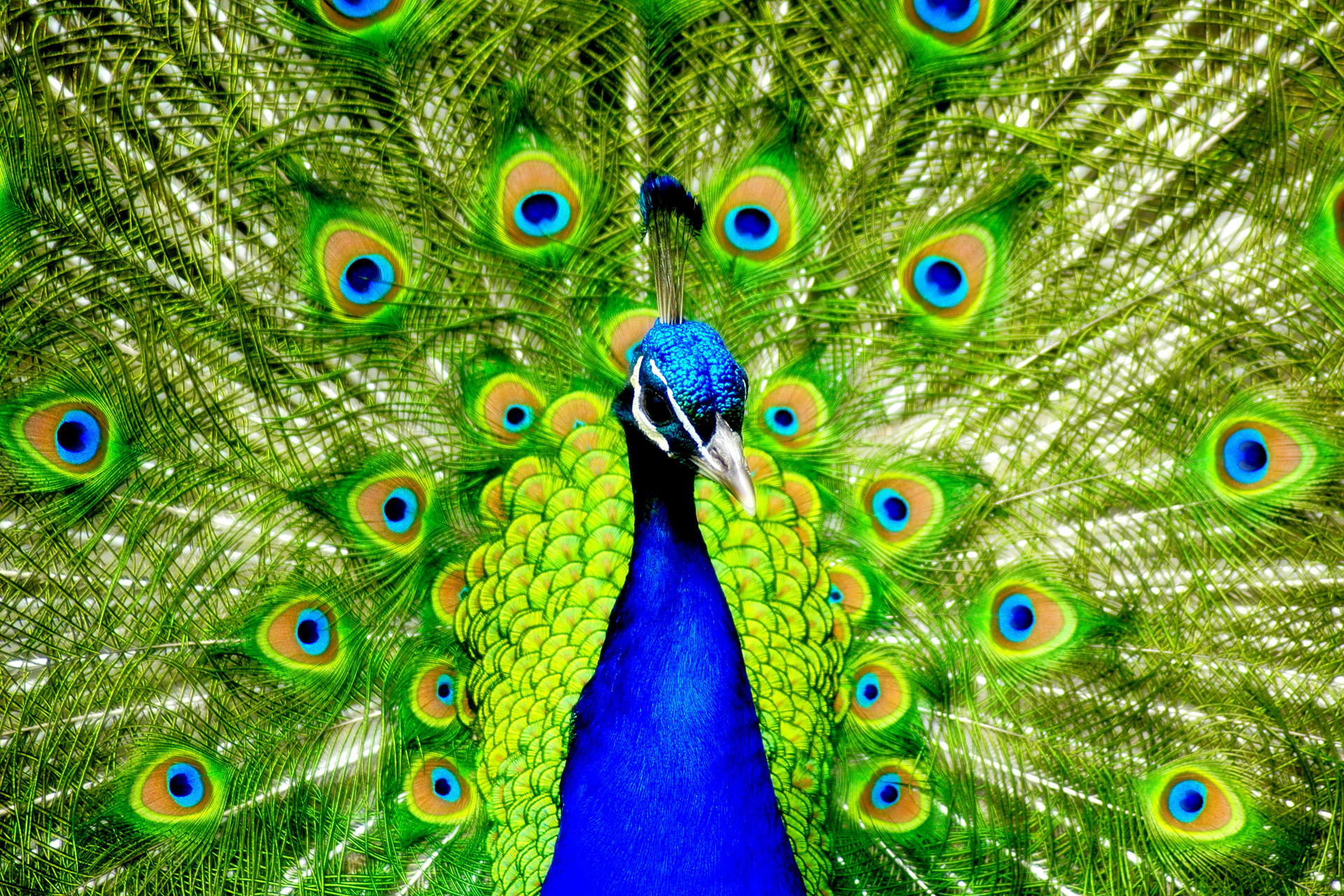 a-peacock