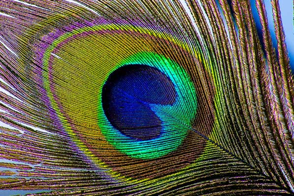 peacock_feather