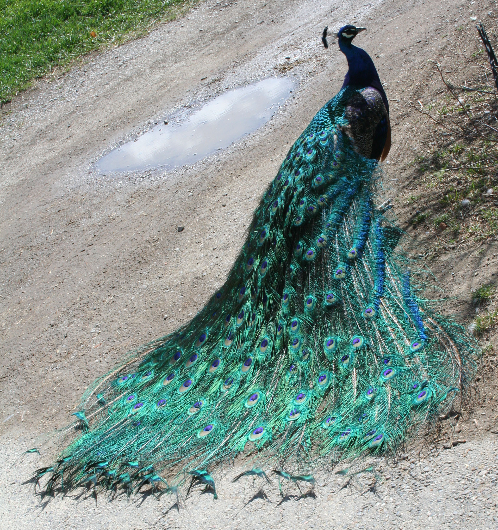 Zoo_Montana_Peacock_19_by_Falln_Stock